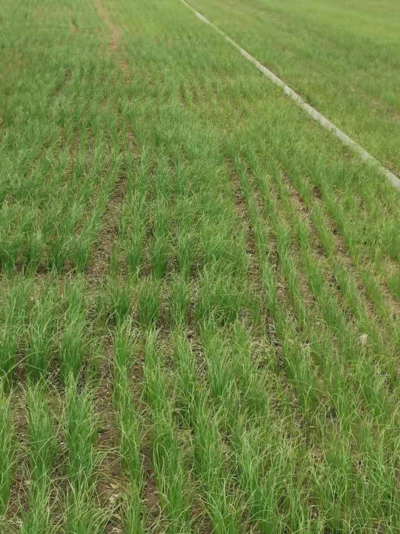 百亩自种基地直供黄皮紫皮优质洋葱种苗，20-30cm