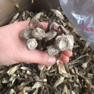 福建特级鹿茸菇，纯干，香味浓郁，干净无渣，全剪切根