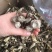 福建特级鹿茸菇，纯干，香味浓郁，干净无渣，全剪切根
