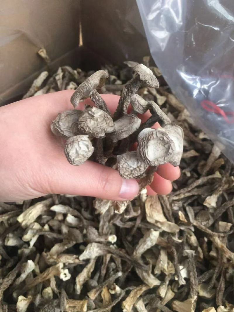 福建特级鹿茸菇，纯干，香味浓郁，干净无渣，全剪切根