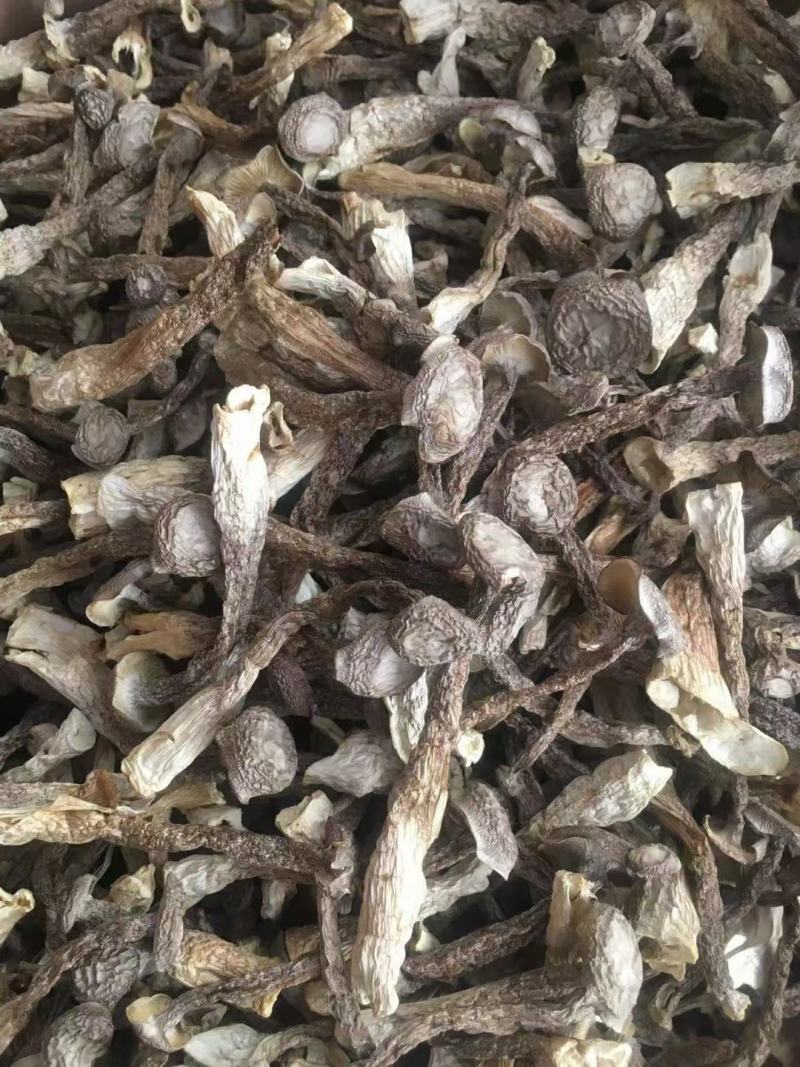 福建特级鹿茸菇，纯干，香味浓郁，干净无渣，全剪切根