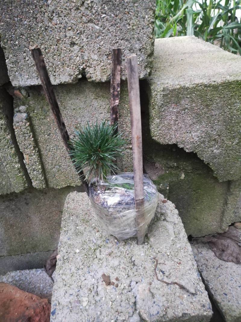 五针松，嫁接苗，品种纯正、质量优，农户直销，送找我栽培技