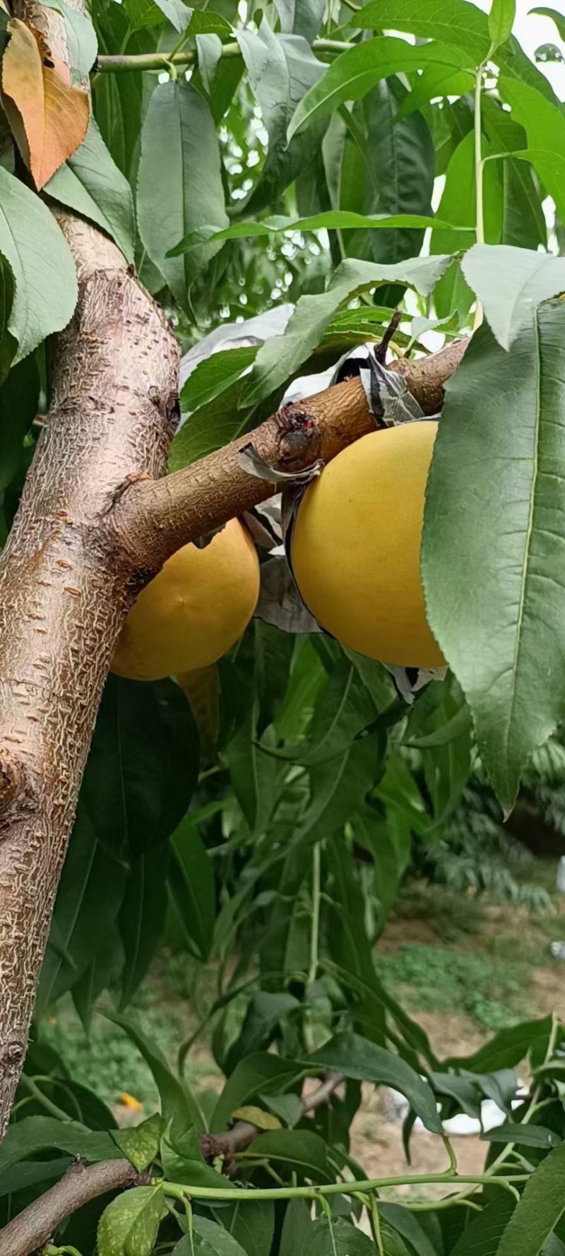 黄金油桃