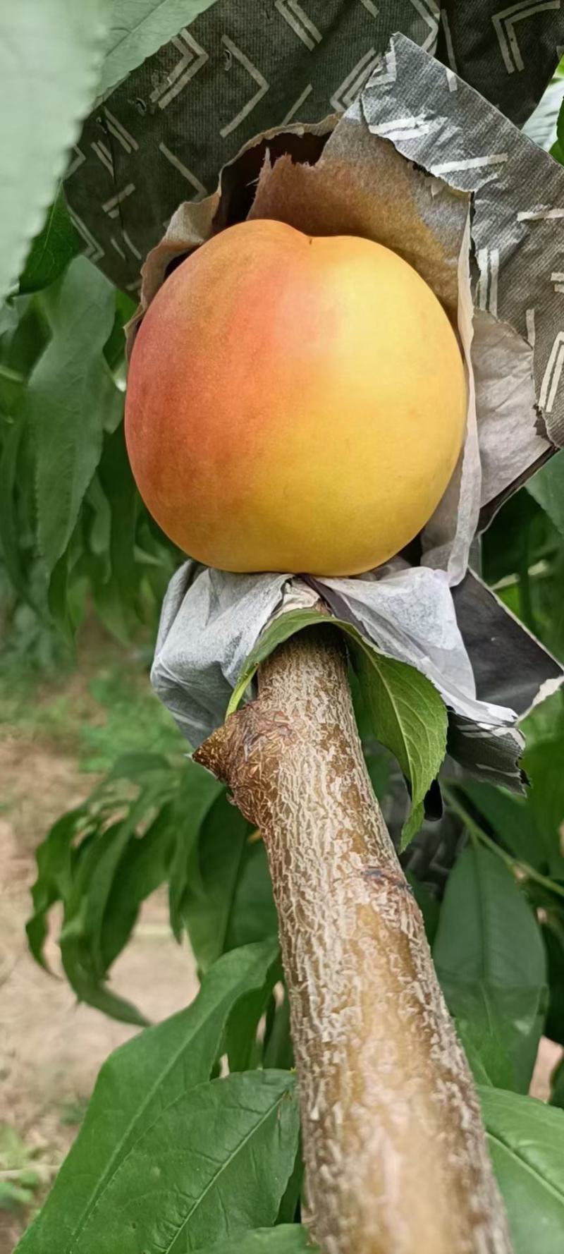 黄金油桃