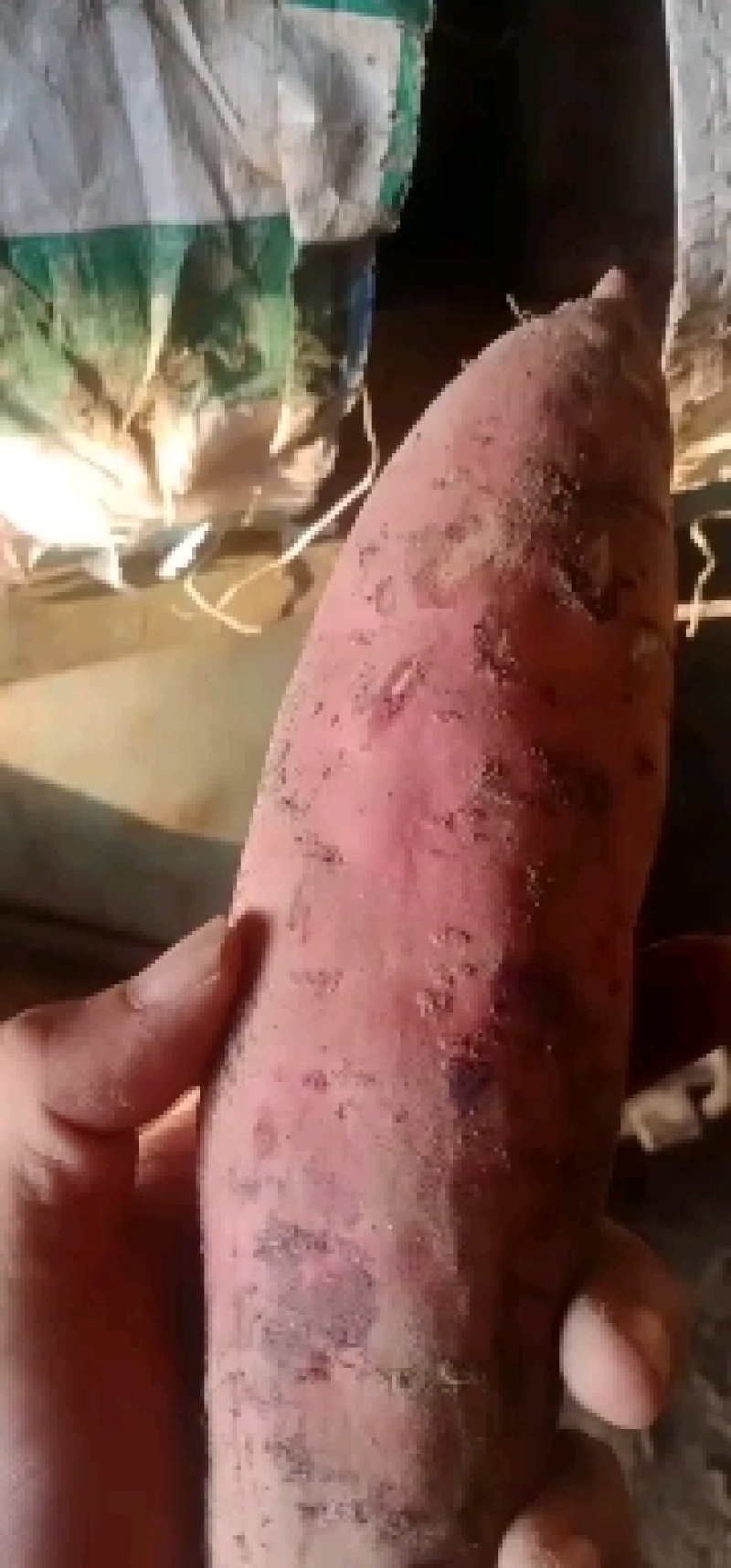 红薯