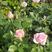 丰花月季蔷薇四季开花室内外阳台庭院盆栽花卉绿