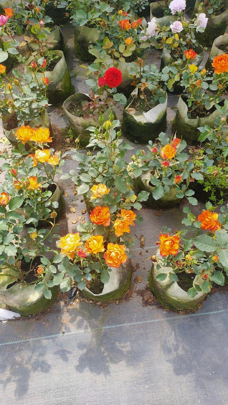 丰花月季蔷薇四季开花室内外阳台庭院盆栽花卉绿
