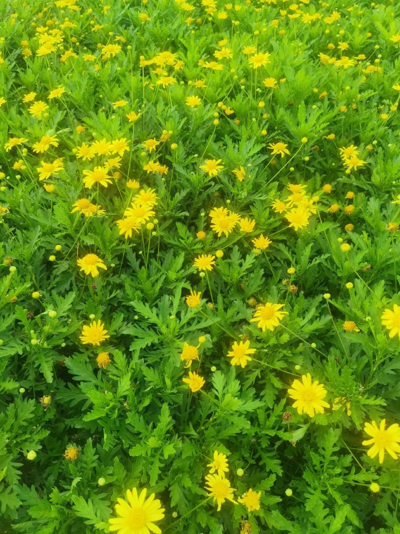木春菊，本基地长年有货，以质量求生存