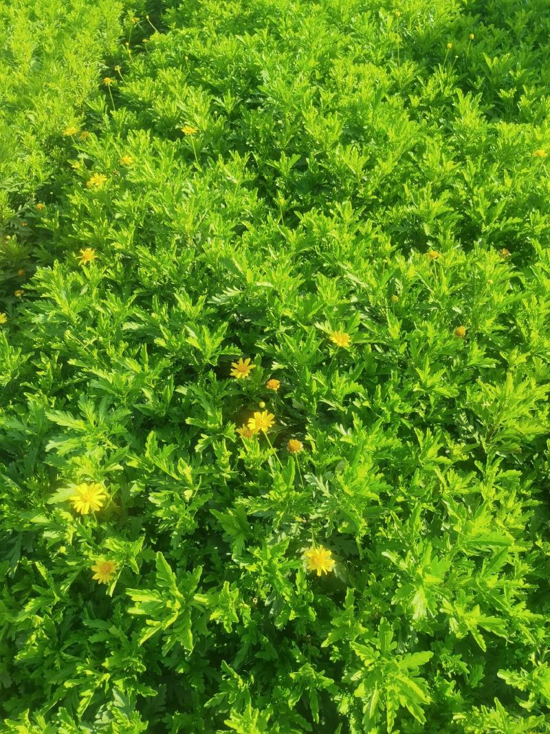 木春菊，本基地长年有货，以质量求生存