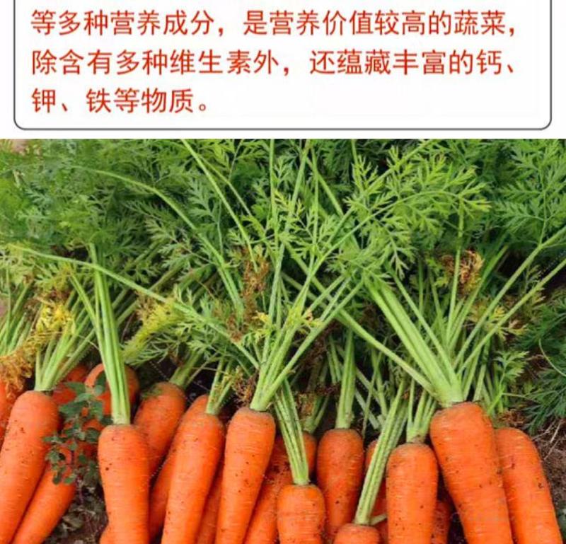 胡萝卜种子农家高产萝卜籽种子夏季秋季易播种胡萝卜籽包邮