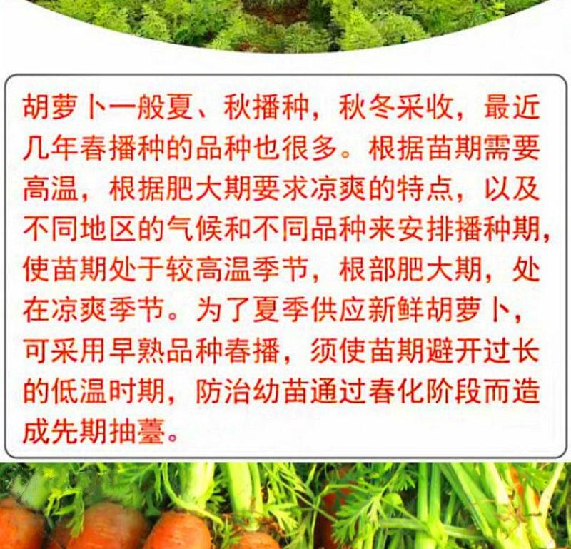 胡萝卜种子农家高产萝卜籽种子夏季秋季易播种胡萝卜籽包邮