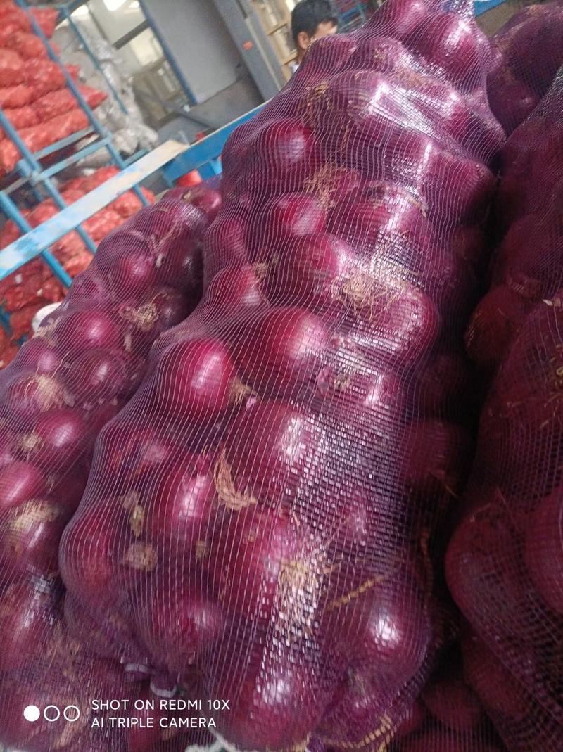 洋葱金乡紫红洋葱产地直供电商超市可用无任何杂费