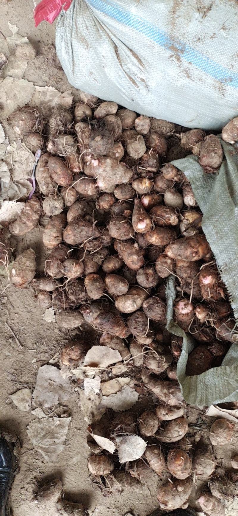 精品红芽芋，芋头，产地直发大量上市人工筛选欢迎电联