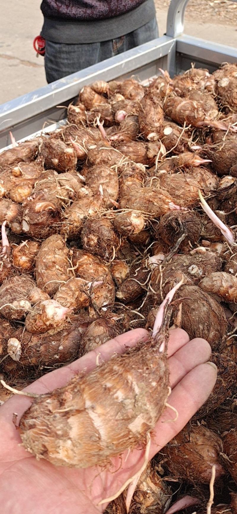 精品红芽芋，芋头，产地直发大量上市人工筛选欢迎电联
