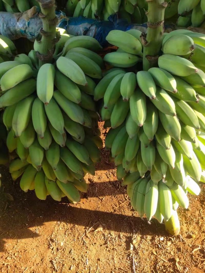 广东湛江遂溪粉蕉欢迎来电咨询支持视频看货
