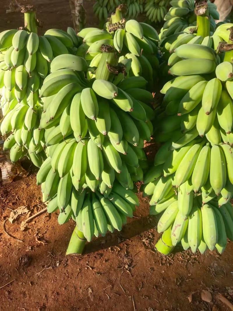 广东湛江遂溪粉蕉欢迎来电咨询支持视频看货