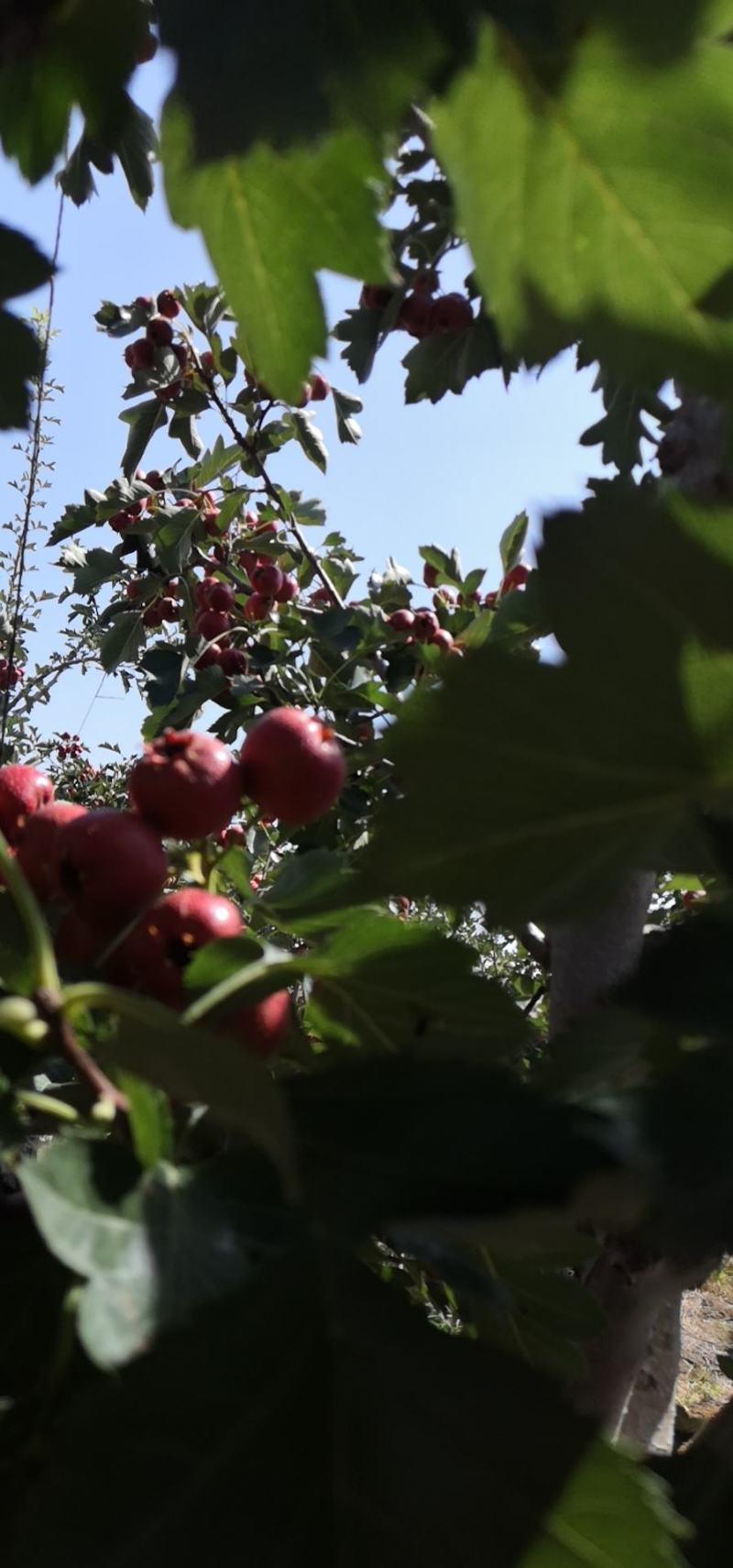 出售山楂果大金星山楂果山楂果量大批发箱子装