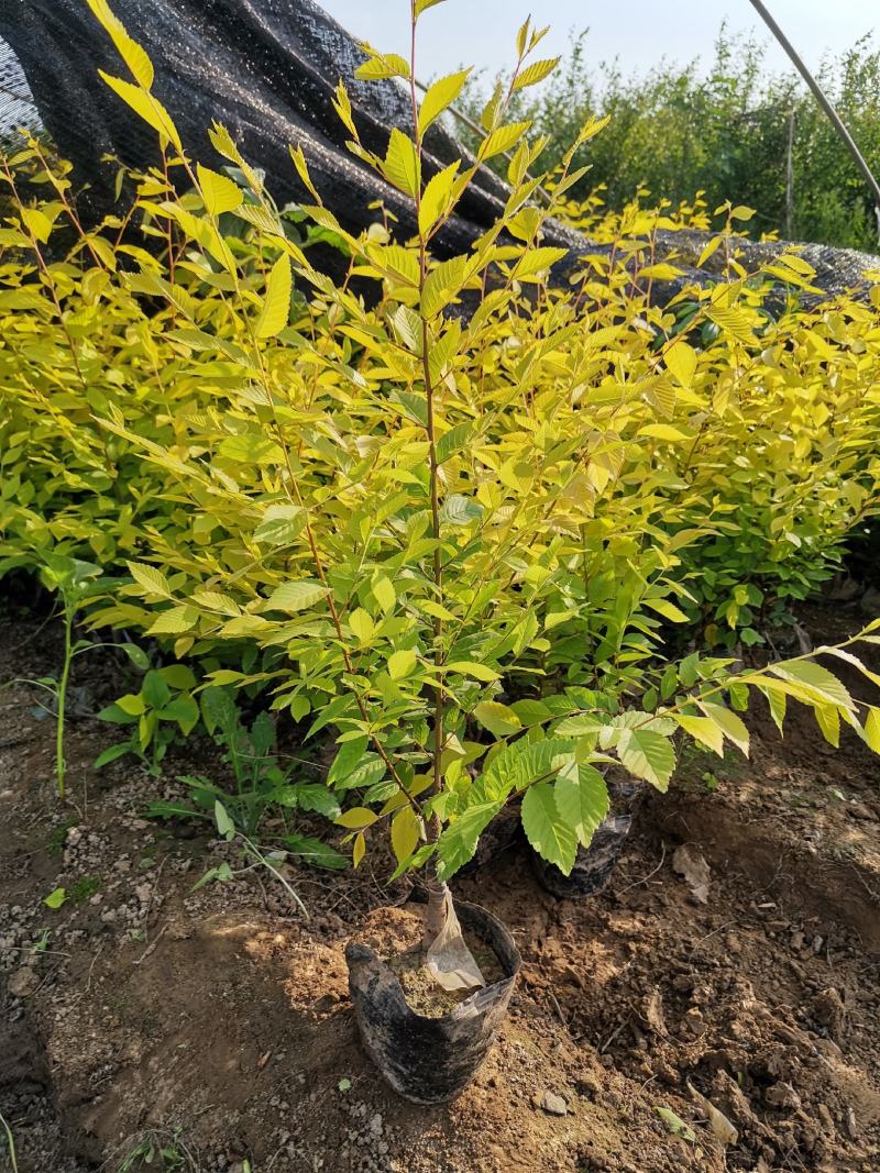 河北金叶榆杯苗，河北金叶榆杯苗直销，河北金叶榆杯苗基地