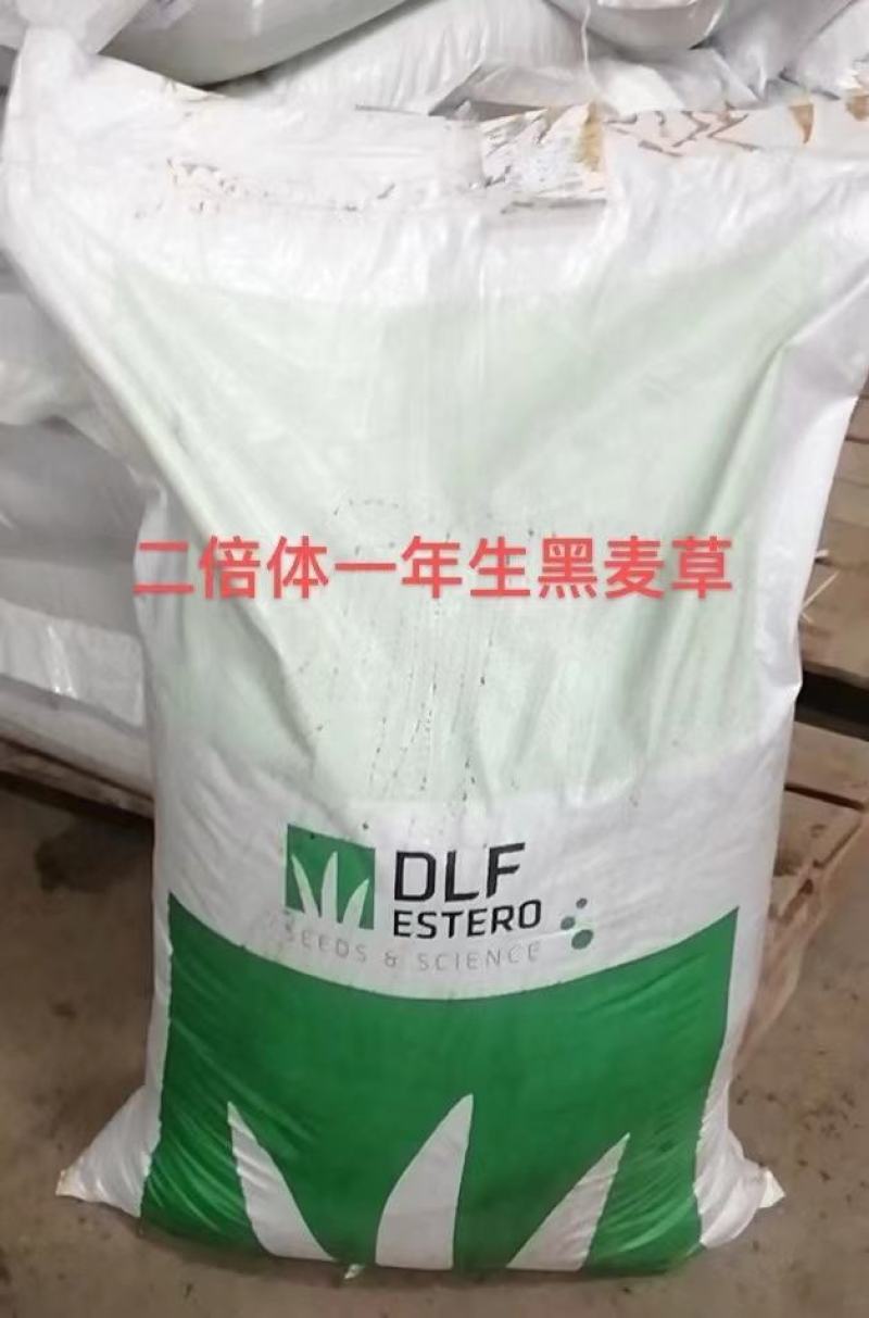 一年生黑麦草种，多年生黑麦草