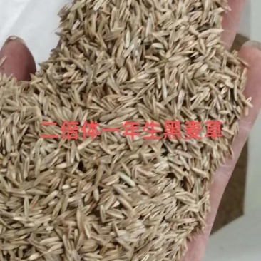 一年生黑麦草种，多年生黑麦草
