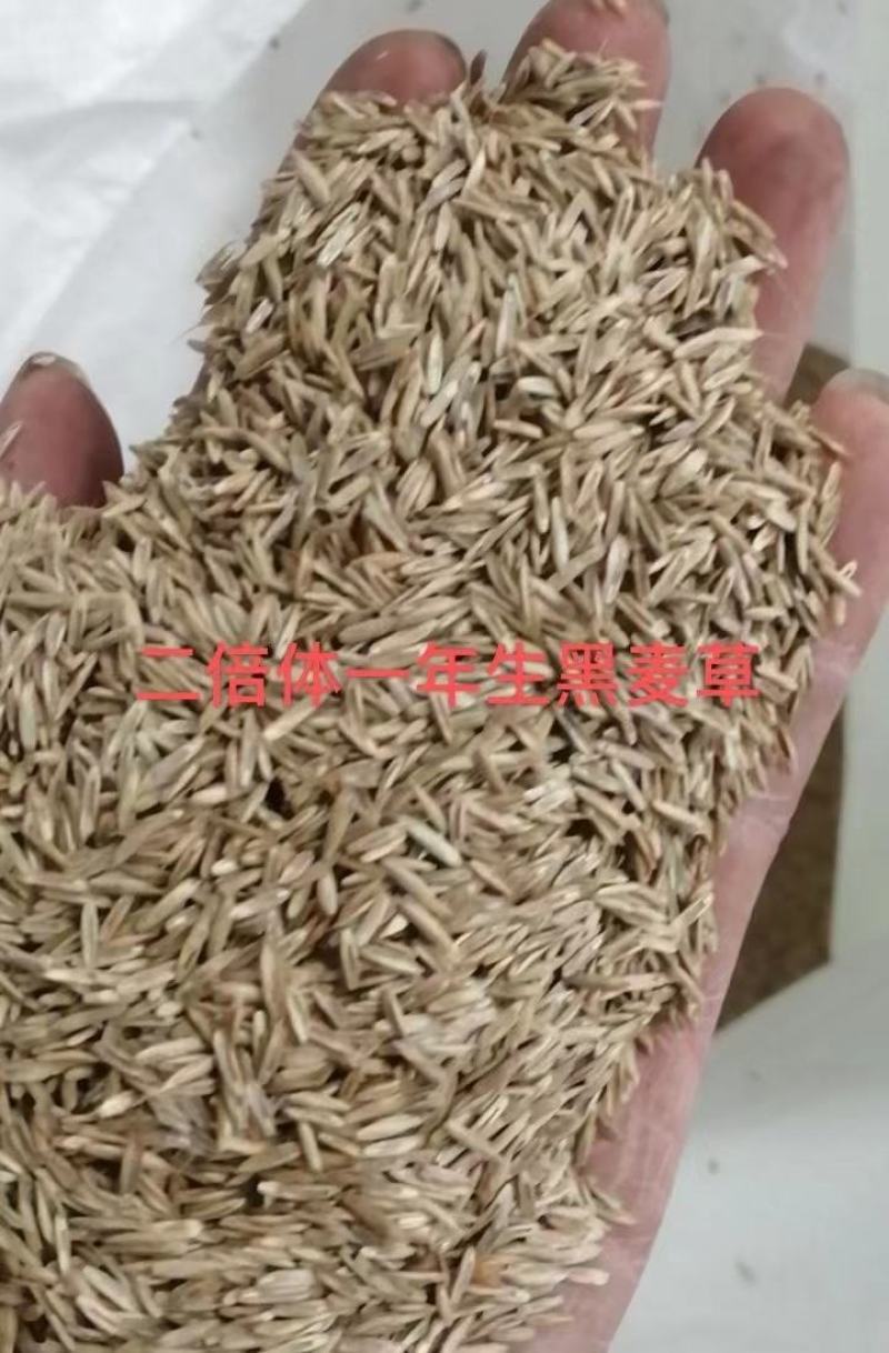 一年生黑麦草种，多年生黑麦草