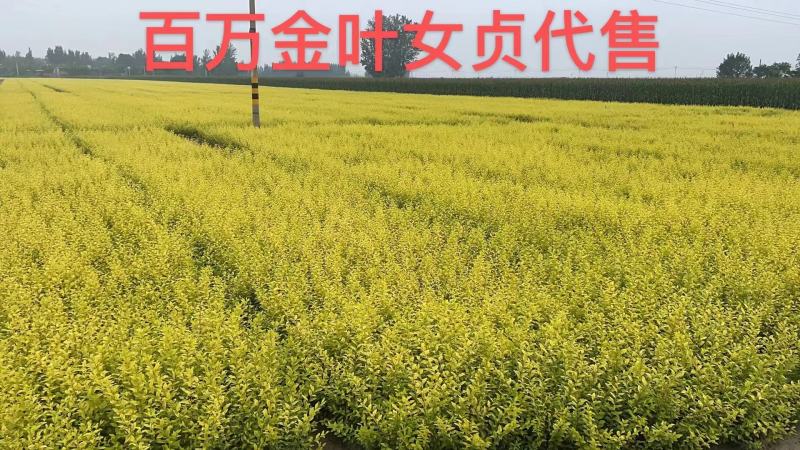 金叶女贞，河北金叶女贞，60高金叶女贞，50高金叶女贞