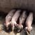 太湖母猪，高产母猪，黑母猪，小母猪，后备母猪