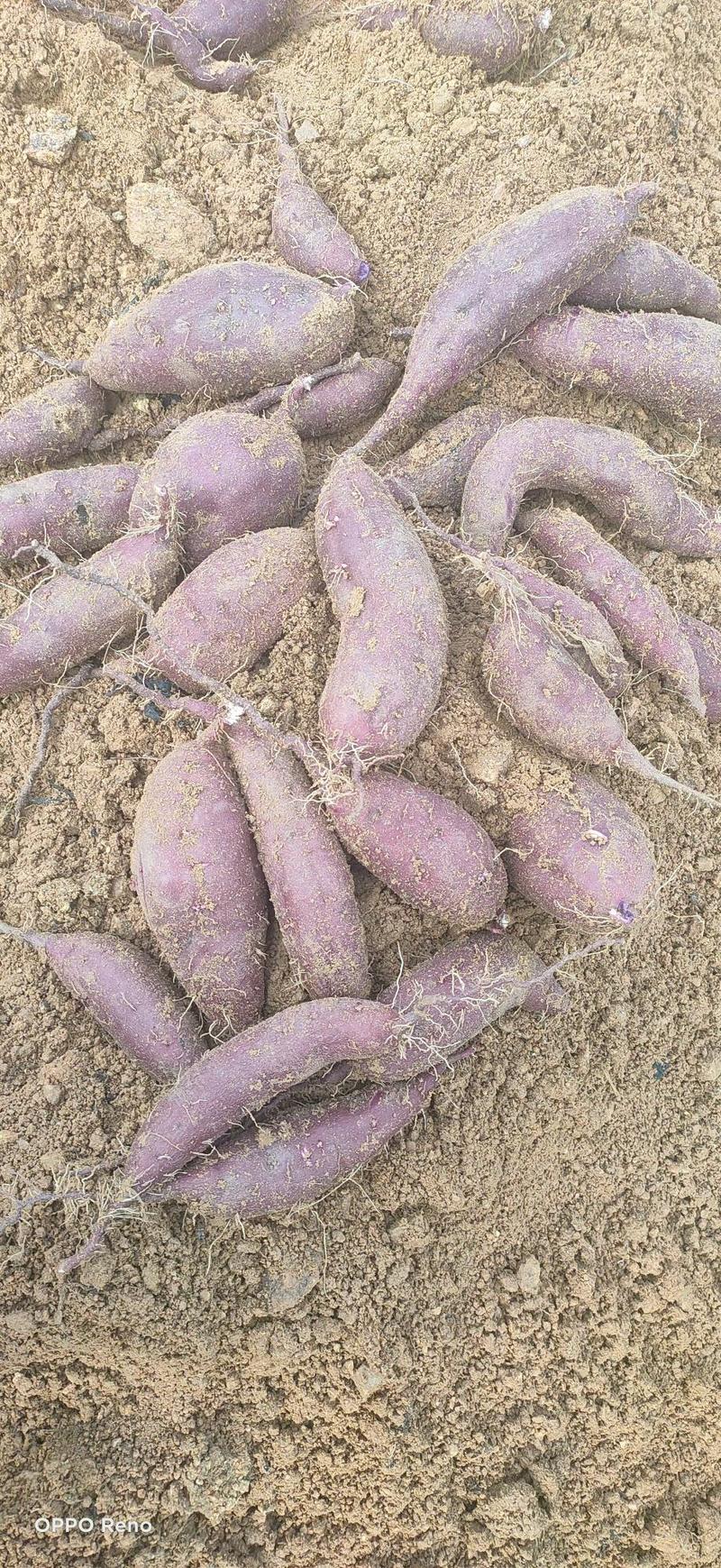 紫薯山东丘陵沙地紫薯产地一手货源批发量大从优