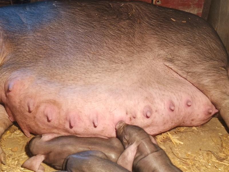 太湖母猪，高产母猪，黑母猪，小母猪，后备母猪
