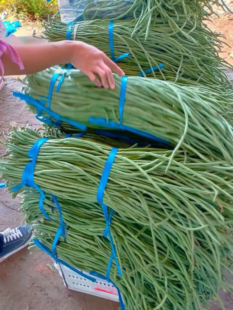 优质豆角品质保证豆条均匀对接电商市场商超等各类