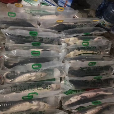 各种规格鲟鱼齐全，质量优，价格低，渔场一手货源，全国发货