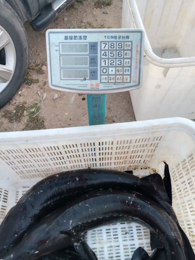 各种规格鲟鱼齐全，质量优，价格低，渔场一手货源，全国发货