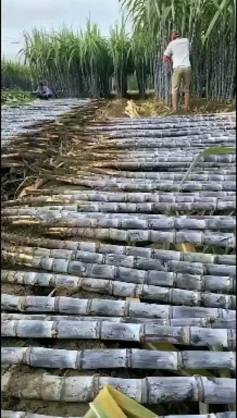 广西黑皮甘蔗产地直销，保质保量，甜度包甜，有便宜回头车！