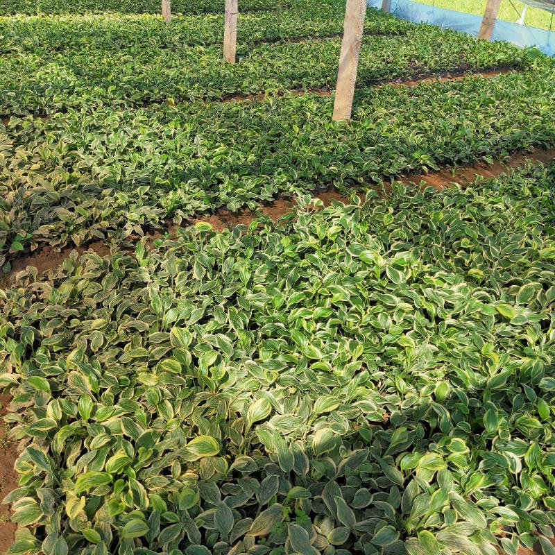 大量出售金边玉簪，基地直销