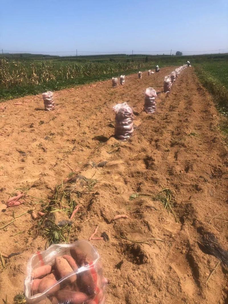 山东西瓜红地瓜批发价格日照临沂莒县沂水沂南西瓜红地瓜基地