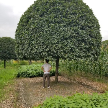 桂花树八月金桂、丹桂、血桂、银桂、四季桂园林工程庭院绿化