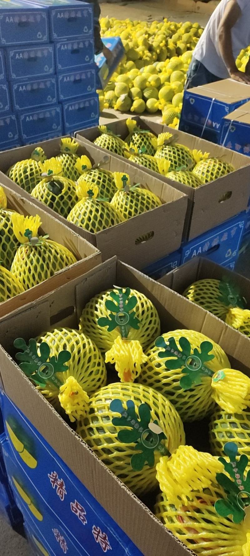 特小凤西瓜黄洋西瓜西瓜大量有货发全国瓜甜，包地