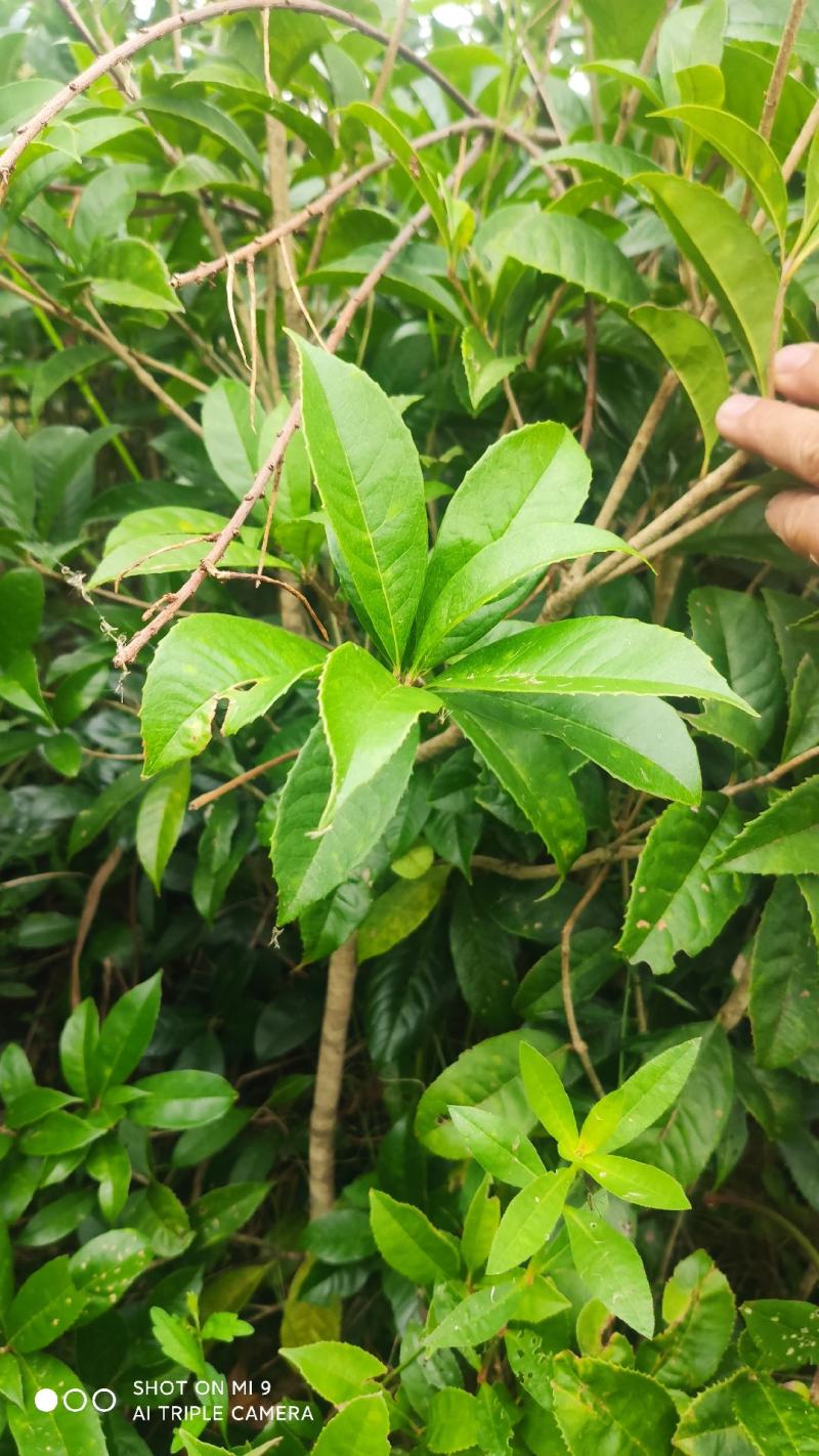 精品桂花树苗，2-6公分，基地供货，质量保证