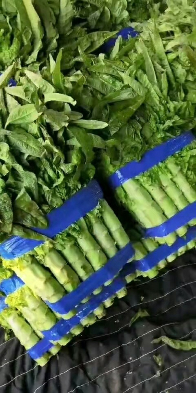 青皮莴笋-基地直供-视频看货-量大从优。
