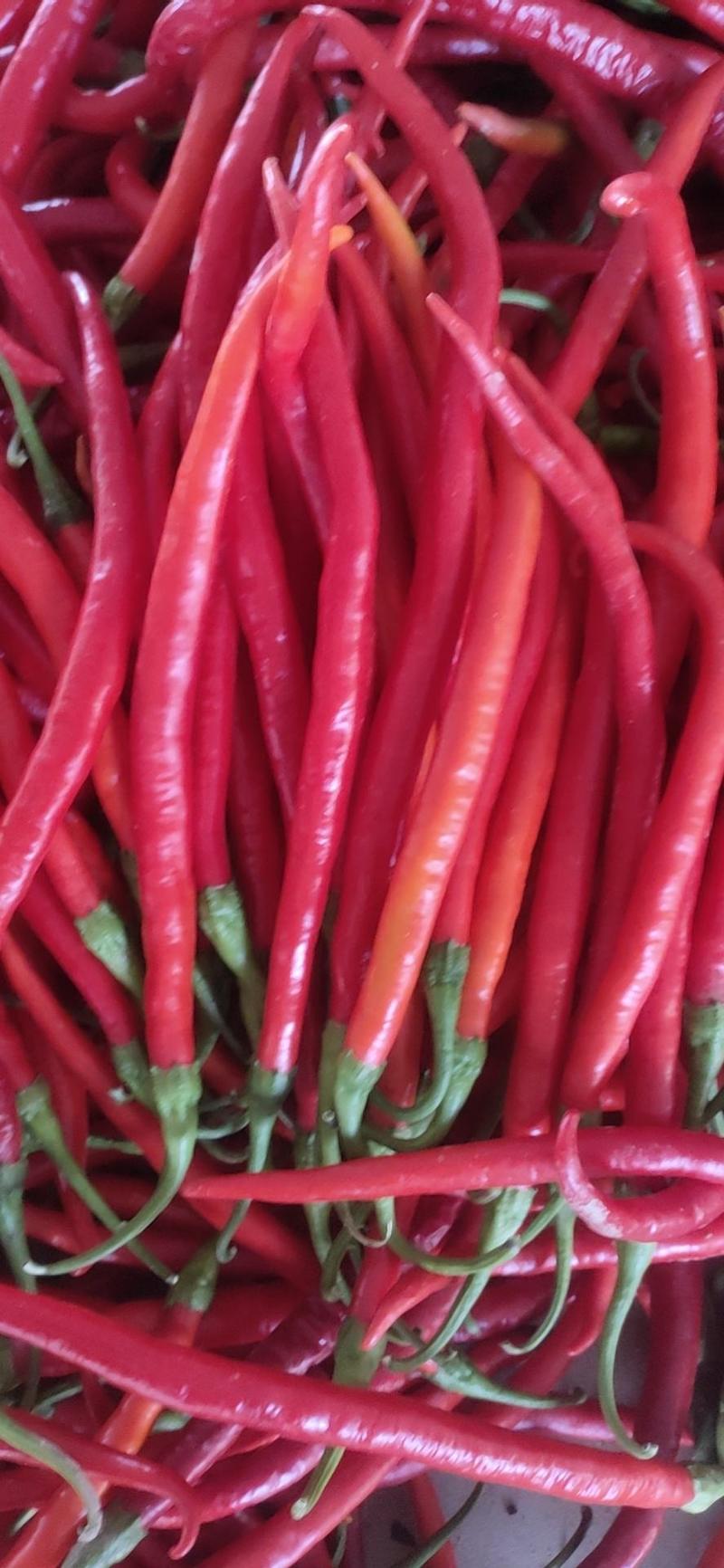 辣椒二荆条质量好，量大，青红椒都有，可走市场烘干打酱腌制
