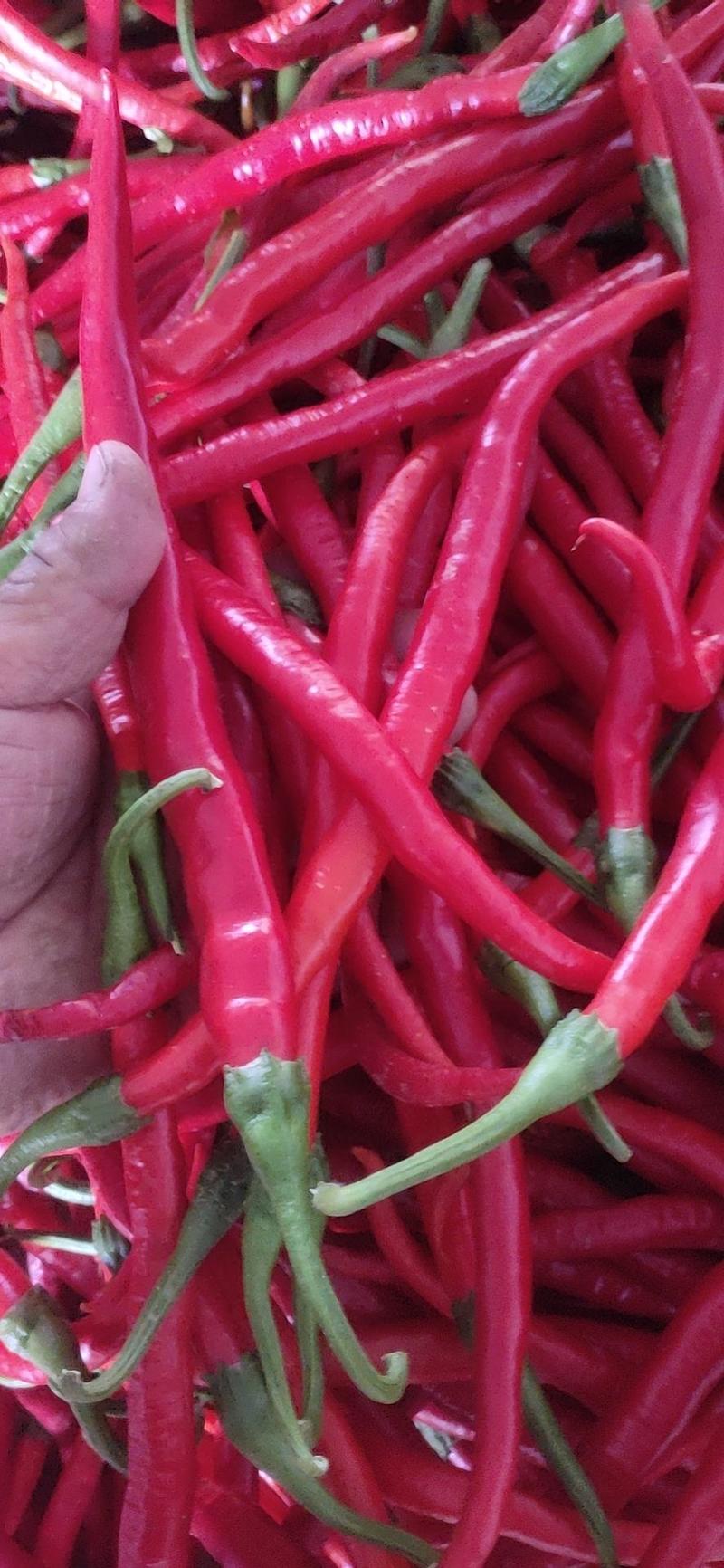 辣椒二荆条质量好，量大，青红椒都有，可走市场烘干打酱腌制
