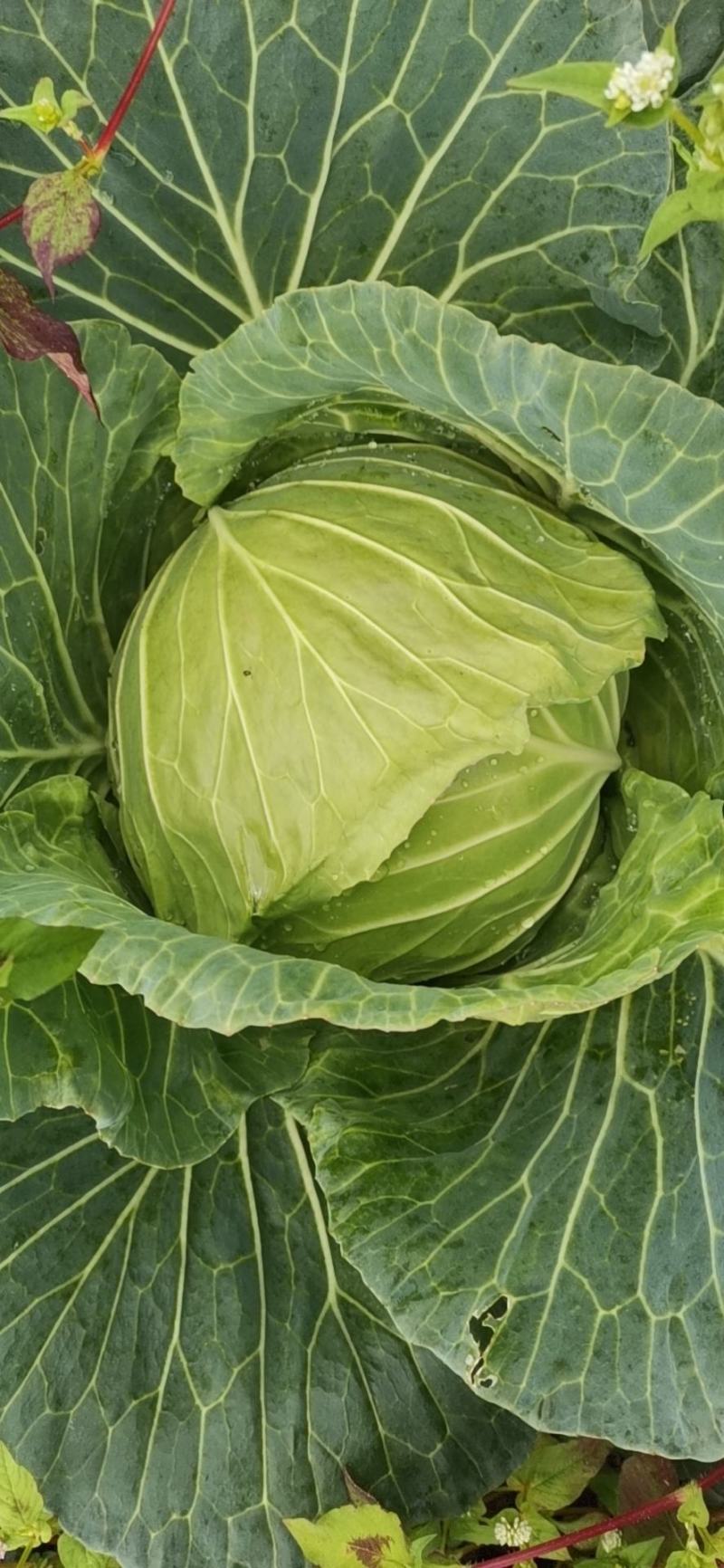 扁包菜