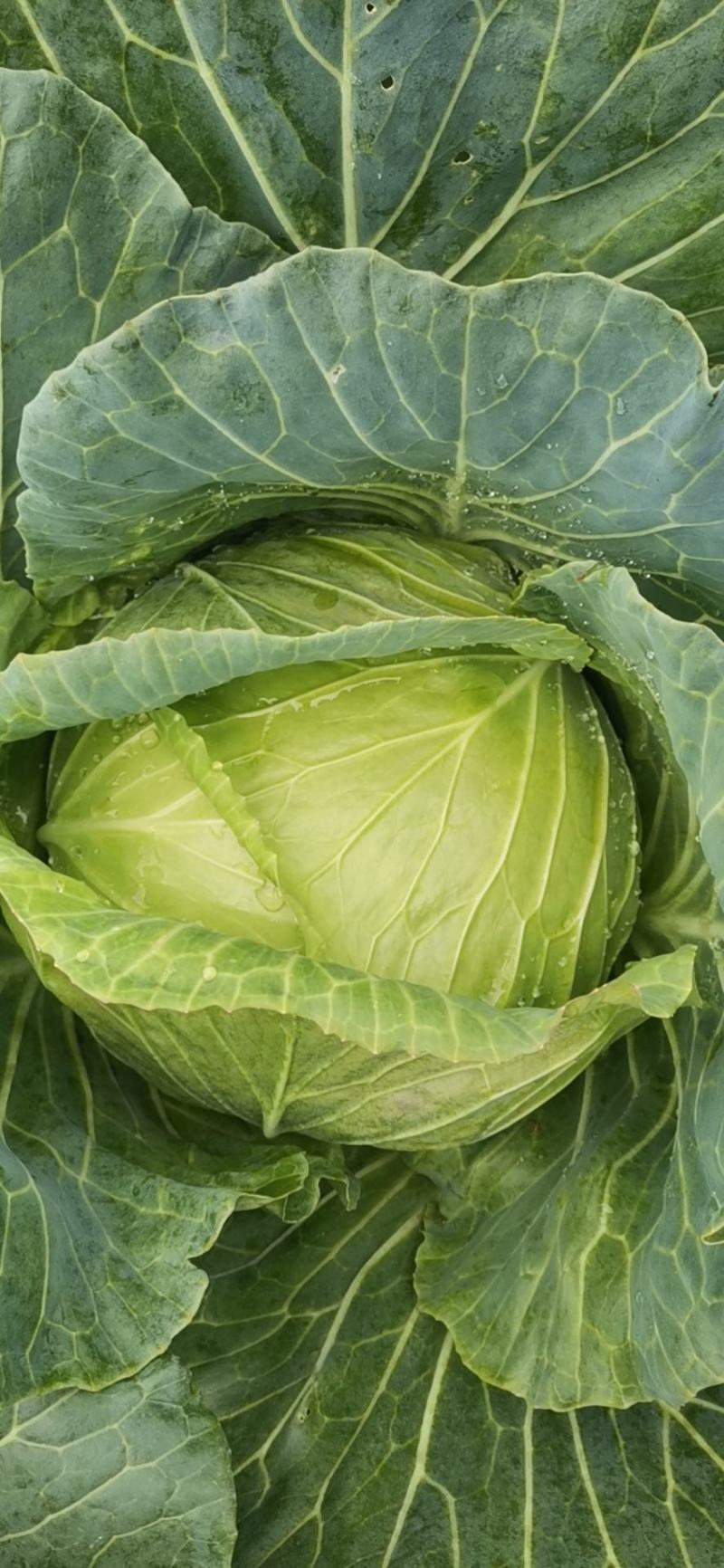 扁包菜
