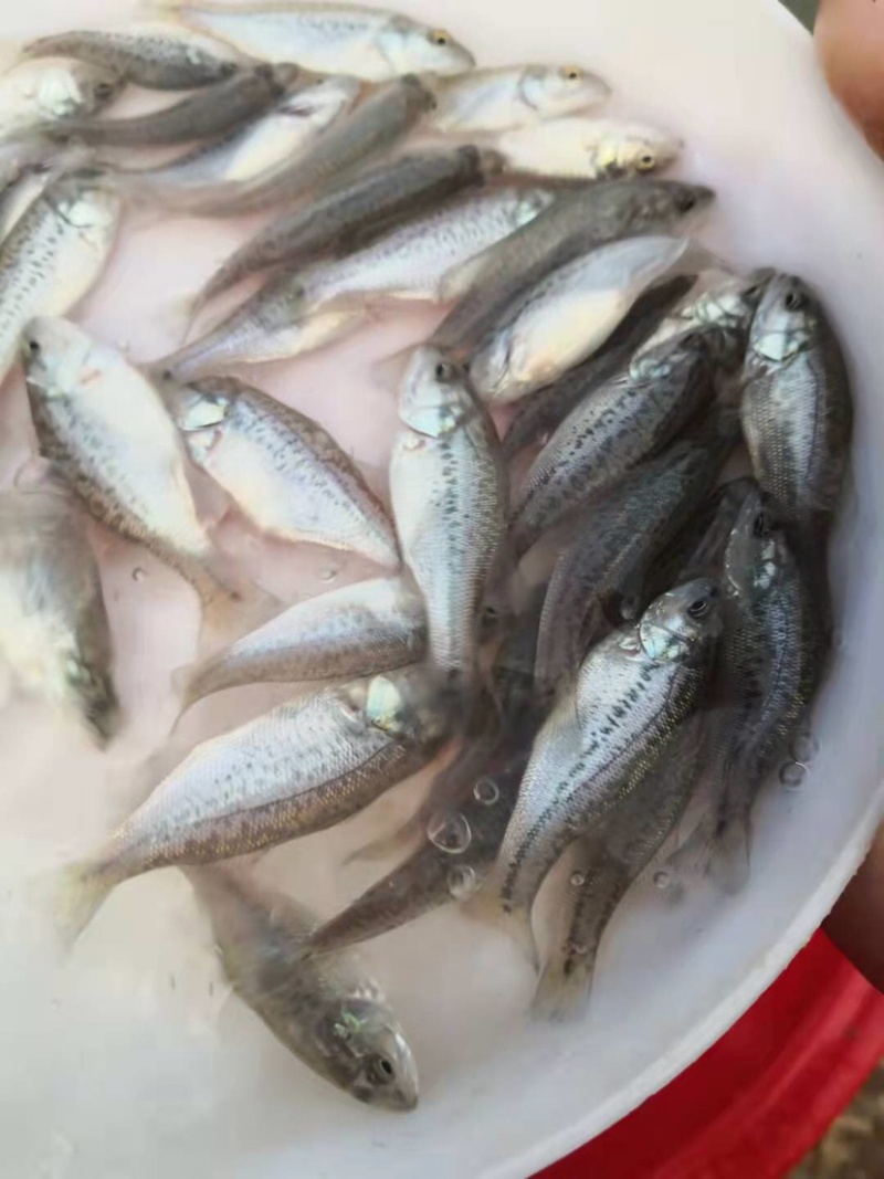 优质加洲鲈鱼苗