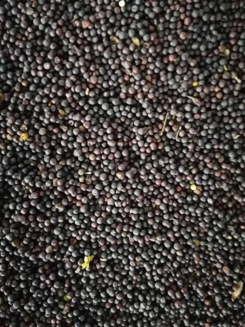 大量供应原产地油菜籽，内蒙古双低高含油，俄罗斯菜籽