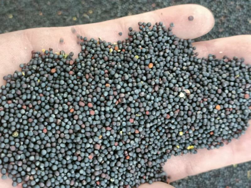 大量供应原产地油菜籽，内蒙古双低高含油，俄罗斯菜籽