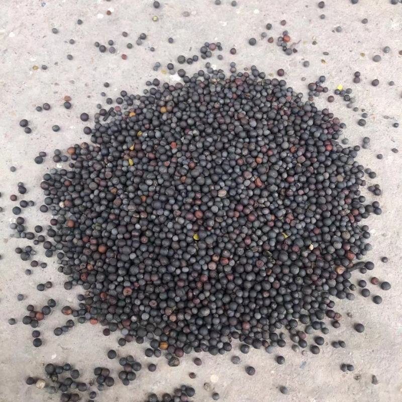 大量供应原产地油菜籽，内蒙古双低高含油，俄罗斯菜籽