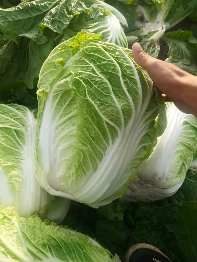 东北黄心大白菜，适合走市场菜，酸菜厂，泡菜厂价格不贵