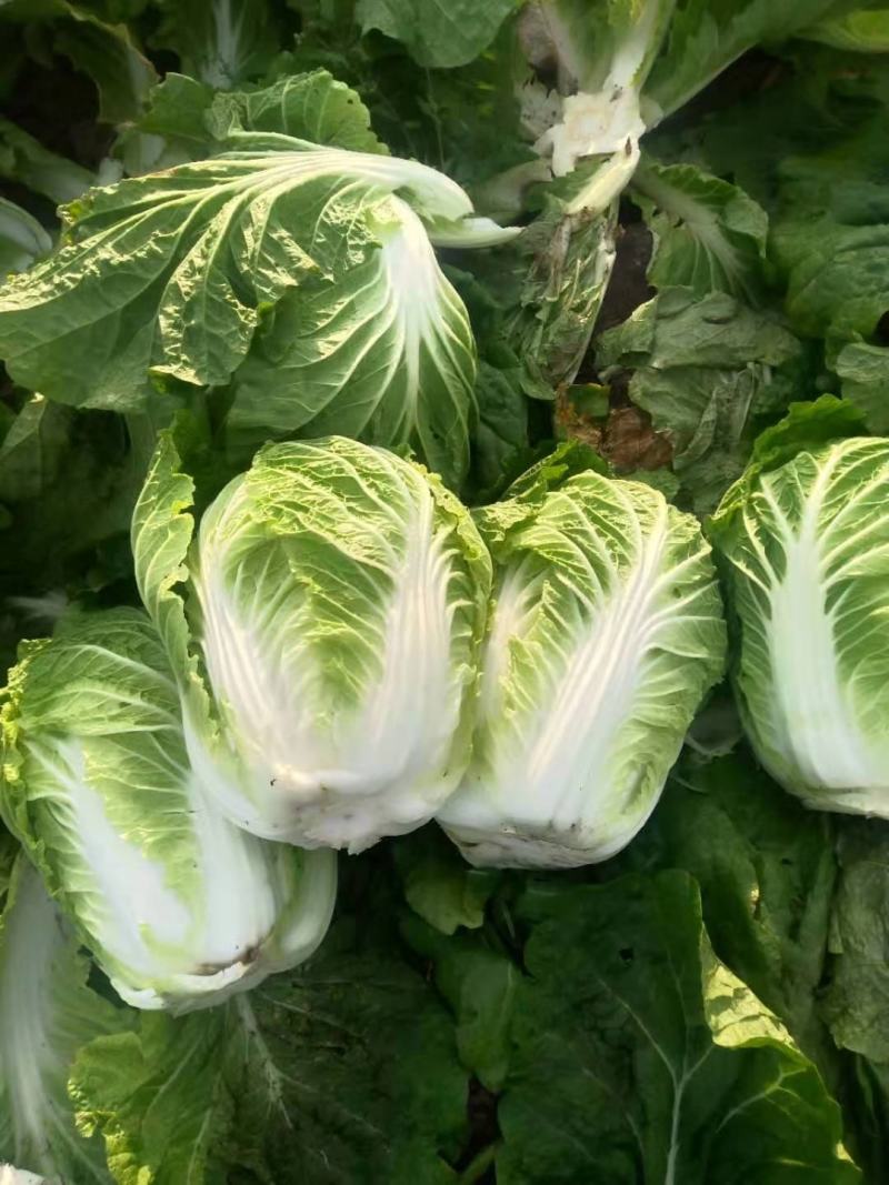 东北黄心大白菜，适合走市场菜，酸菜厂，泡菜厂价格不贵