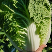 东北黄心大白菜，适合走市场菜，酸菜厂，泡菜厂价格不贵